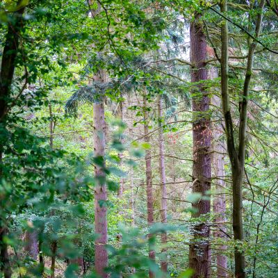 Mehrere Bäume in einem Waldstück
