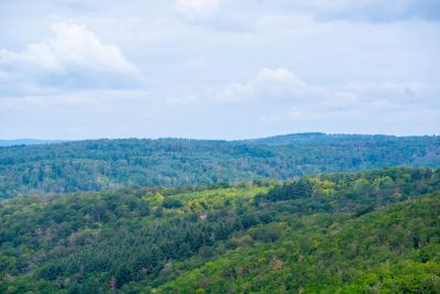 Luftbild Wald Blick aus der Luft auf einen Wald in Hessen
