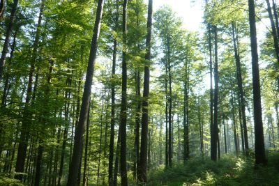 Wald in Hessen Blick in einen Wald