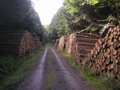nachhaltige Waldbewirtschaftung Aufgestapelte Baumstämme am Rand eines Waldweges
