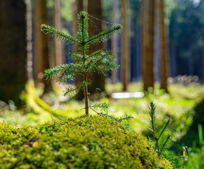 Holzbau - Vorteile - nachwachsender Rohstoff Ein kleiner Nadelbaum im Wald